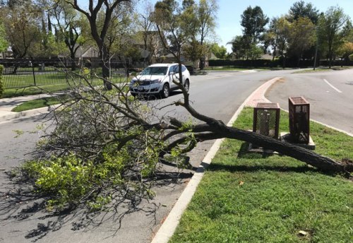 Strong winds on Thursday in Lemoore knocked down this tree on Fox Street near the local Kmart causing traffic to slow down.